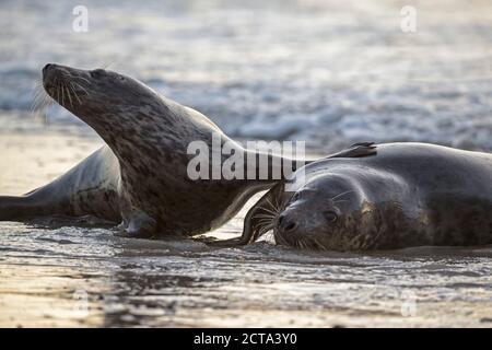 La Germania, l'isola di Helgoland, le foche grigie (Halichoerus grypus) giocando Foto Stock