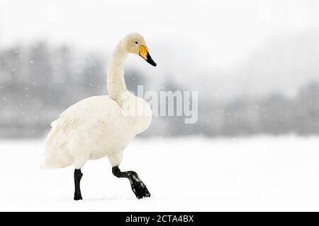 Germania, Schleswig-Holstein, Whooper swan, Cygnus cygnus, passeggiate nella neve Foto Stock