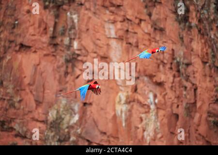 Il Brasile, Mato Grosso, Mato Grosso do Sul, Bonito, Buraco di macaws, battenti scarlet macaws Foto Stock