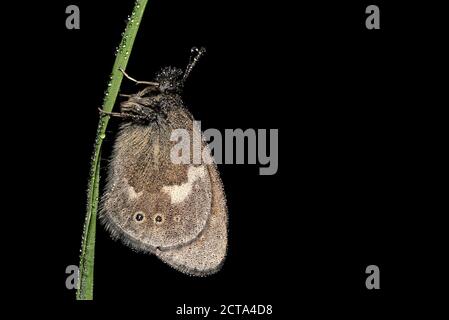 Grande heath, Coenonympha tulliaon, appeso alla lama bagnata di erba, davanti a sfondo nero Foto Stock