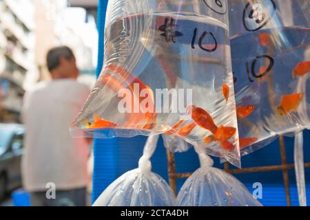 Cina, Hong Kong, il sacchetto di plastica con pesci rossi al mercato del pesce Mong Kok nel centro di Kowloon Foto Stock