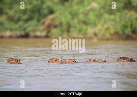 Sud America, Brasilia, Mato Grosso do Sul, Pantanal, Cuiaba River, Capybaras, Hydrochoerus hydrochaeris, nuoto Foto Stock