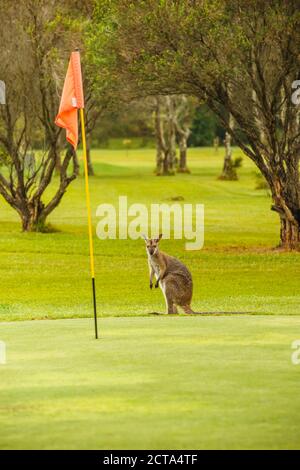 Australia, nidificano falchi, kangoroo (Macropus giganteus) sul campo da golf Foto Stock