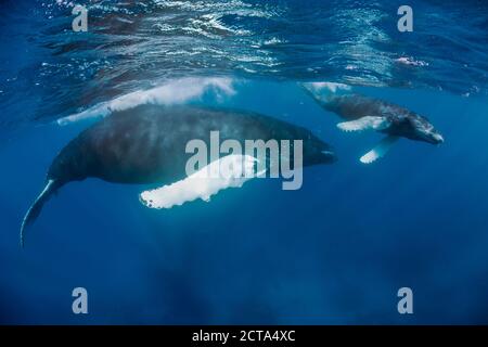 Repubblica Dominicana, Silverbanks, Humpback Whale, Megaptera novaeangliae, con il giovane animale Foto Stock