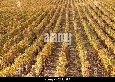 Francia, Cote-d'Or, Burgund, vigneto vicino da Pommerad Foto Stock