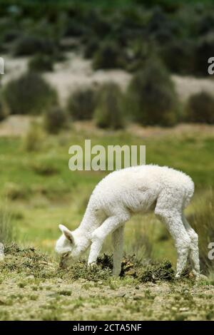 Il Perù, Piura, Puno, Ande, bianco baby llama (Lama glama pascolo Foto Stock