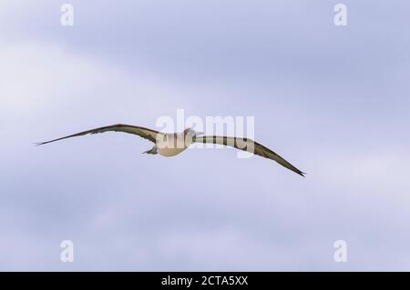 Oceania, Isole Galapagos, Santa Cruz, Flying Blue-footed booby, Sula nebouxii Foto Stock