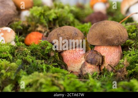 Stelo punteggiata boletes (Boletus erythropus) a moss, studio shot Foto Stock