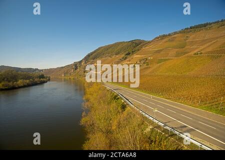 In Germania, in Renania Palatinato, valle della Mosella, Mosella, vigneti vicino a Traben-Trarbach Foto Stock