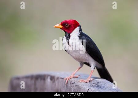 Sud America, Brasilia, Mato Grosso do Sul, Pantanal, giallo-fatturati cardinale, Paroaria capitata Foto Stock