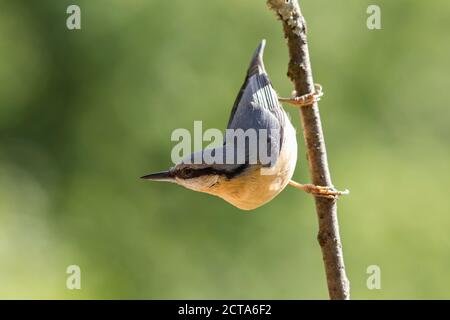 Germania, Hesse, Bad Soden-Allendorf, Eurasian picchio muratore, Sitta europaea, appollaiate sul ramo Foto Stock