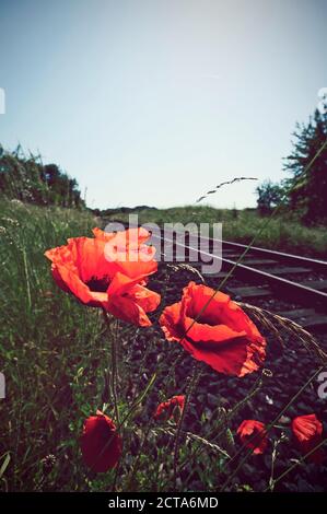 In Germania, in Renania settentrionale-Vestfalia, mais papaveri, Papaver rhoeas vicino binario Foto Stock