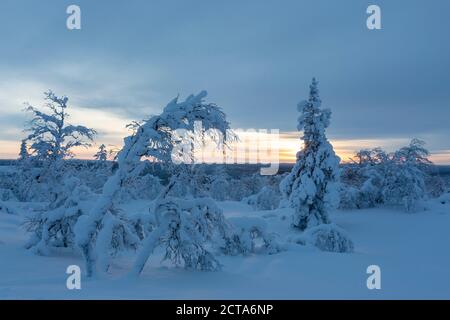 Finnland, vicino Saariselka, coperta di neve alberi Foto Stock