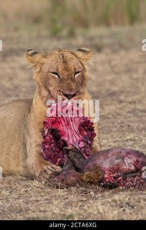 Africa, Kenia Masai Mara riserva nazionale, Femmina lion Panthera leo, mangiando un blu GNU Foto Stock