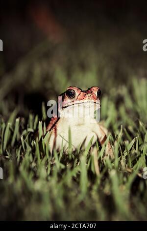 Indonesia, Bali, Close up di asiatici il rospo comune, Bufo Melanostictus Foto Stock