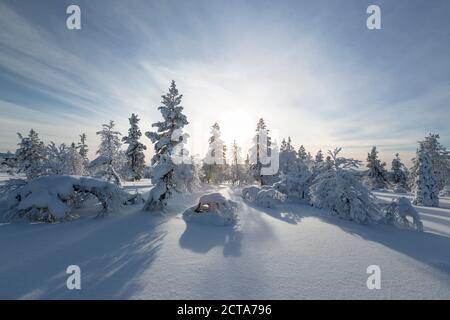 Finnland, vicino Saariselka, coperta di neve alberi Foto Stock