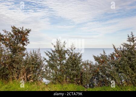 Germania, Brodten, Sallow thorn in mare Foto Stock