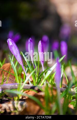 fiori di crocus viola sulla radura della foresta. splendido paesaggio naturale in una giornata di sole in primavera Foto Stock