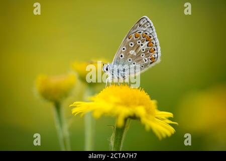 Inghilterra, comune blue butterfly, Polyommatus icarus, seduto sul fiore di giallo Foto Stock