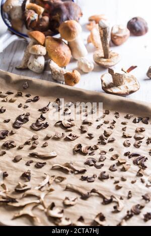 Funghi selvatici a fette e interi come porcinis (Boletus edulis), Leccinum aurantiacum, bolete di betulla arancione (Leccinum versipelle), fungo di pino rosso (Lactarius deliciosus), bolete di betulla (Leccinum scabrum), essiccazione di Boletus eritropus su forno, studio s. Foto Stock