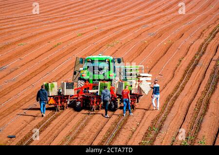 Semiautomatica semina piantare in un campo agricolo. I giovani germogli vengono piantati utilizzando una piantatrice automatica azionata da un trattore cingolato. Migran Foto Stock