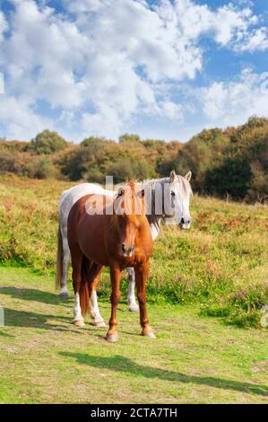 Pony selvatico in Quantock Hills AONB Foto Stock