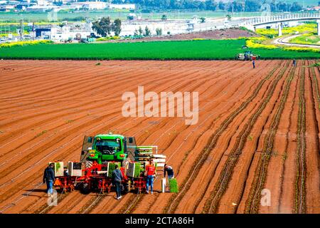 Semiautomatica semina piantare in un campo agricolo. I giovani germogli vengono piantati utilizzando una piantatrice automatica azionata da un trattore cingolato. Migran Foto Stock