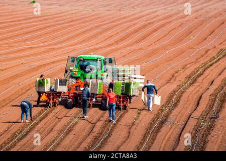 Semiautomatica semina piantare in un campo agricolo. I giovani germogli vengono piantati utilizzando una piantatrice automatica azionata da un trattore cingolato. Migran Foto Stock