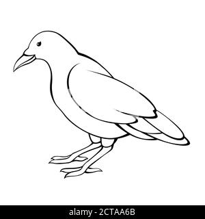 Corvo uccello nero bianco raven vettore di illustrazione isolato Illustrazione Vettoriale