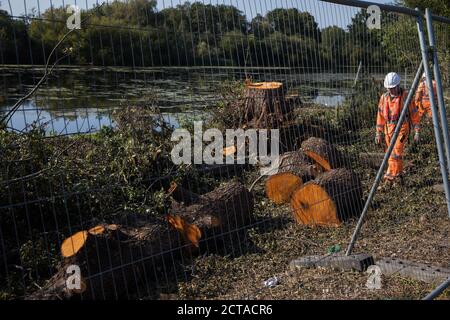 Harefield, Regno Unito. 21 Settembre 2020. I lavoratori HS2 svolgono lavori di abbattimento degli alberi lungo il Canal Grande Union in connessione con il collegamento ferroviario ad alta velocità HS2. Migliaia di alberi sono già stati abbattuti nella valle del Colne per il controverso collegamento ferroviario £106 miliardi. Credit: Mark Kerrison/Alamy Live News Foto Stock