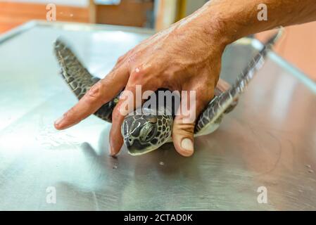 Il Centro Nazionale di salvataggio delle tartarughe marine gestito dall'autorità israeliana per la natura e i Parchi. Il centro è stato fondato nel 1999 dalla natura israeliana e dal P. Foto Stock