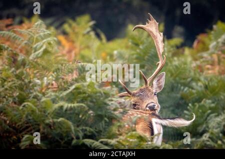 New Forest, Hampshire. 22 settembre 2020. Regno Unito Meteo. I fallow Deer Bucks pascolano vicino a Bolderwood nel Parco Nazionale della Nuova Foresta, in una luminosa mattinata sovrastata dell'Equinox Autunnale. Credit Stuart Martin/Alamy Live News Foto Stock