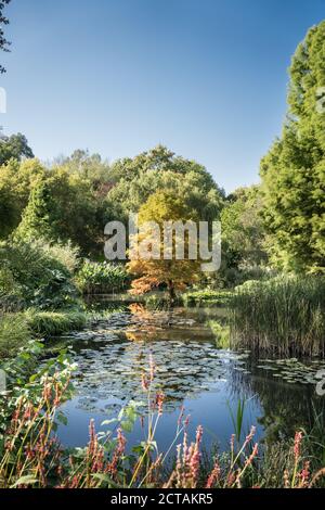 Acer sul laghetto di Lilly a Sir Harold Hiller Gardens Vicino a Romsey in Hampshire Foto Stock