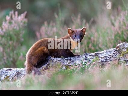 Kit Pine Marten (Martes Martes) in luce diurna, Isola Nera Foto Stock