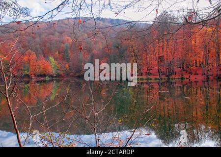 Colori autunnali. Foglie caduti colorate nel lago. Magnifico paesaggio. Parco nazionale. Foto scattata il 10 novembre 2018 Yegigoller. Bolu, Istanbul, Foto Stock