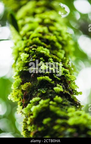 Verde felce lussureggiante e muschio che cresce nel tronco di albero tropicale, foresta naturale offuscata sullo sfondo. Messa a fuoco selettiva. Foto Stock