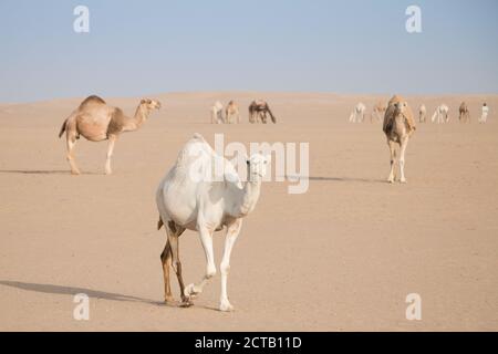 Cammello bianco amichevole vagando liberamente nel deserto del Kuwait guidato dal suo shepard beduino e più cammelli sullo sfondo. Foto Stock