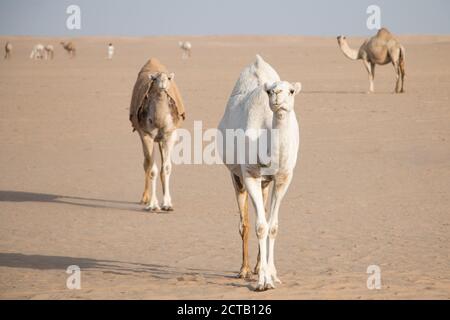 Cammello bianco amichevole vagando liberamente nel deserto del Kuwait guidato dal suo shepard beduino e più cammelli sullo sfondo. Foto Stock