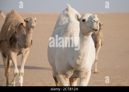 Cammello bianco amichevole vagando liberamente nel deserto del Kuwait guidato dal suo shepard beduino e più cammelli sullo sfondo. Foto Stock
