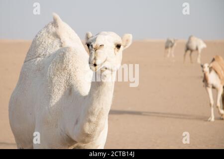 Cammello bianco amichevole vagando liberamente nel deserto del Kuwait guidato dal suo shepard beduino e più cammelli sullo sfondo. Foto Stock