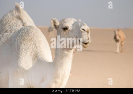 Cammello bianco amichevole vagando liberamente nel deserto del Kuwait guidato dal suo shepard beduino e più cammelli sullo sfondo. Foto Stock