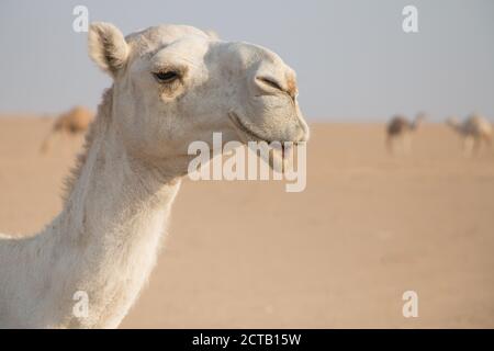 Cammello bianco amichevole vagando liberamente nel deserto del Kuwait guidato dal suo shepard beduino e più cammelli sullo sfondo. Foto Stock