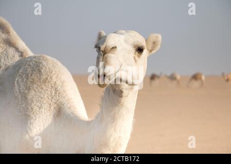 Cammello bianco amichevole vagando liberamente nel deserto del Kuwait guidato dal suo shepard beduino e più cammelli sullo sfondo. Foto Stock