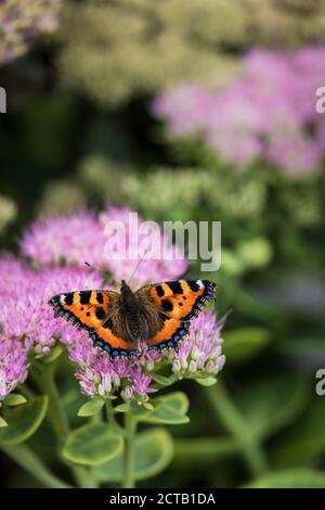 Piccola tortoiseshell farfalla Aglais orticae che si nutrono dei fiori di una pianta di Sedum. Foto Stock