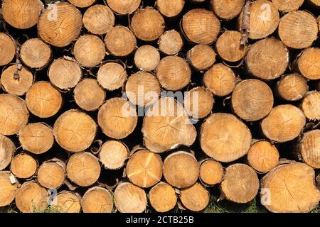 Un legno fresco polter in corrispondenza del bordo della foresta Foto Stock