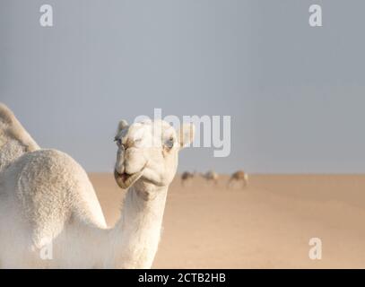 Cammello bianco amichevole vagando liberamente nel deserto del Kuwait guidato dal suo shepard beduino e più cammelli sullo sfondo. Foto Stock