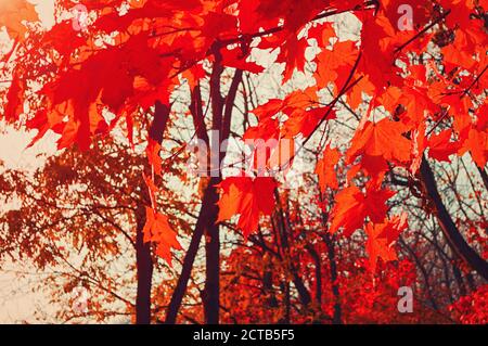 Cadere foglie colorate e luminose oscillare in un albero in un parco autunnale. Autunno sfondo colorato, autunno sfondo con foglie rosse Foto Stock