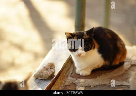 Gatto tricolore dorme all'aperto in una giornata estiva. Foto Stock