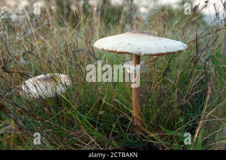 Agaricus comtulus velenoso che cresce in un campo tra l'erba. Foto Stock