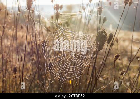 Un nastro con gocce di rugiada su una spina asciutta. Ciottoli alla luce del mattino. Autunno brillante sfondo naturale. Il concetto di fine autunno. Scad marrone vintage Foto Stock